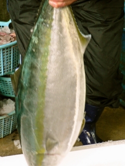 天然寒ブリ 島根県浜田港水揚げ